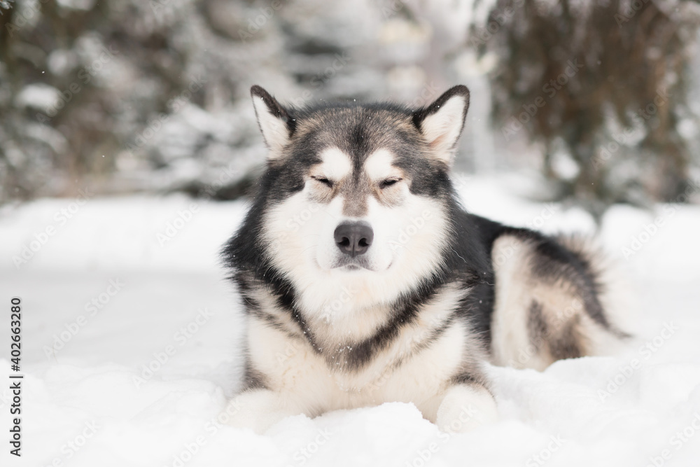 Young alaskan malamute lying with close eyes in snow. Pleasure. Dog winter.