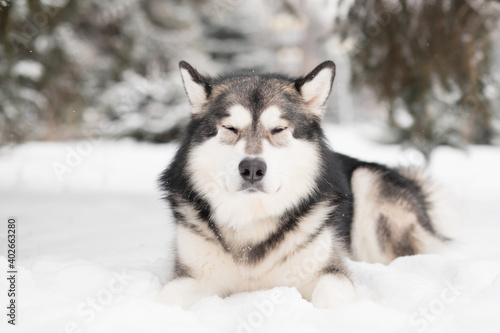 Young alaskan malamute lying with close eyes in snow. Pleasure. Dog winter.