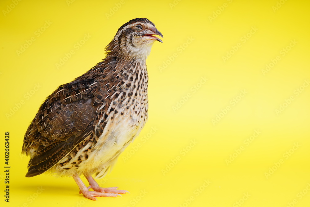 Isolated Japanese quail on yellow background. Isolated Japanese quail on yellow background.
