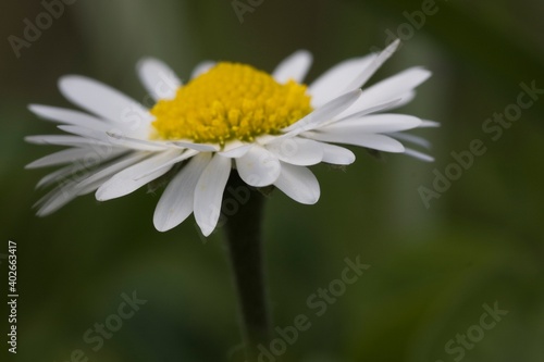 Blume