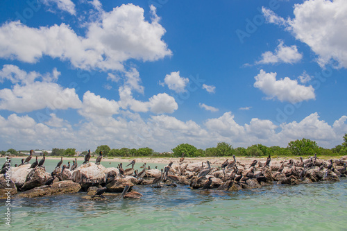 mexican pelicans, celestun, yucatan, mexico