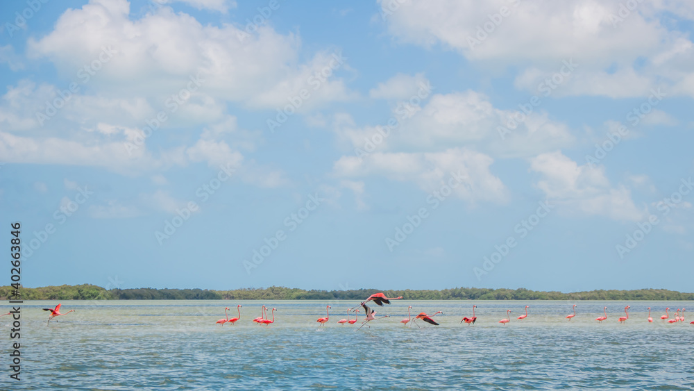 yucatan - flamingos celestun - mexico