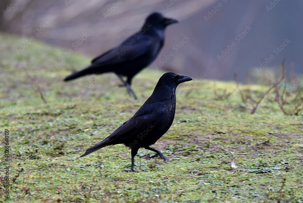 Obraz premium Krähe