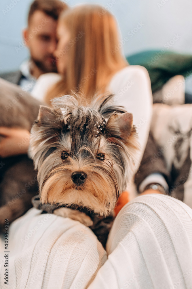 Portrait of a small dog in the arms of a girl. Portrait of a small dog in the arms of a girl.