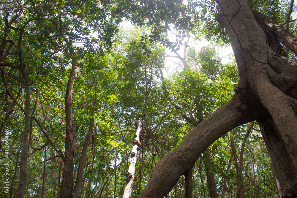 Celestun forest mexico yucatan Celestun forest mexico yucatan