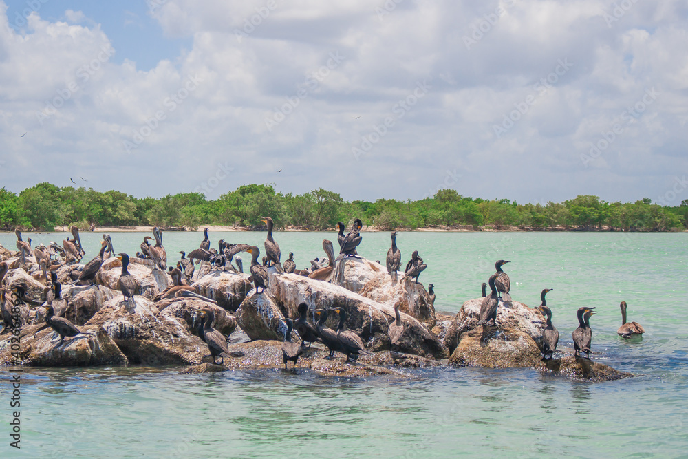 mexican pelicans, celestun, yucatan, mexico mexican pelicans, celestun, yucatan, mexico
