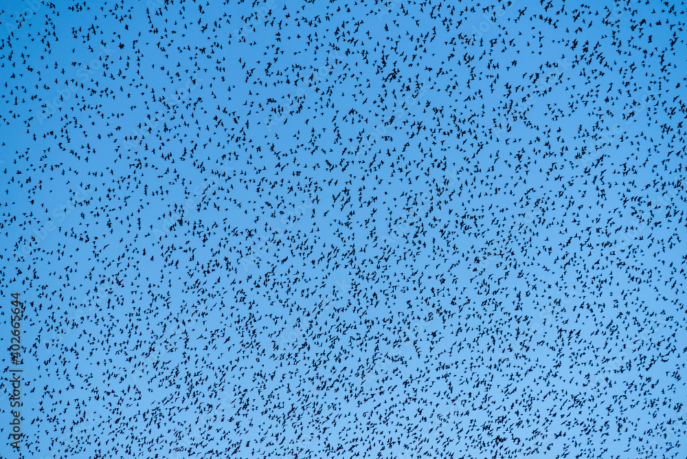 Beautiful large flock of starlings (Sturnus vulgaris) in the blue sky. Thousands of starlings make background texture. Silhouettes of birds. Beautiful large flock of starlings (Sturnus vulgaris) in the blue sky. Thousands of starlings make background texture. Silhouettes of birds.