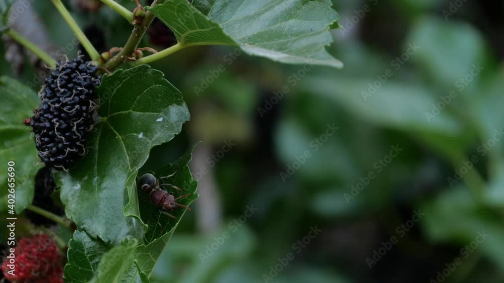 Beautiful red black wasp in a mulberry tree hiding. Wasps are dangerous to human because they have stinger to attack Beautiful red black wasp in a mulberry tree hiding. Wasps are dangerous to human because they have stinger to attack