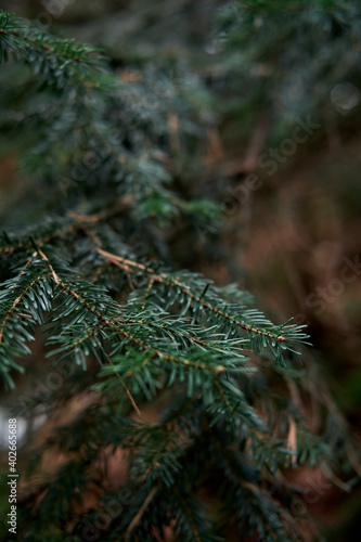 Beautiful natural Christmas tree without decorations. Green branches of spruce close-up. Evergreen tree grows in coniferous forest. Vertical image and space for text.