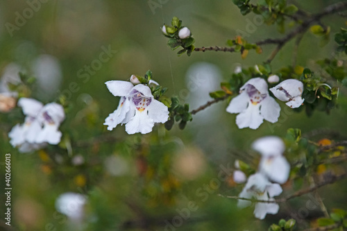 Wild flower - Alpine Mint Bush - Protanthera cuneata