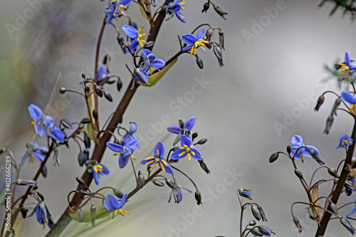 Purple wild flower - Tasman Flax Lily - Dianella Tasmanica