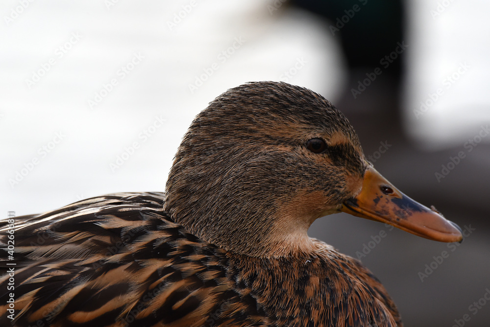 Nahaufnahmen von Ente