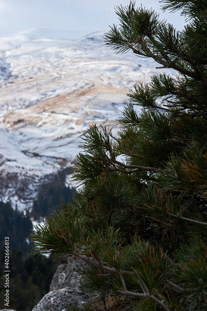 Unity with nature. Green spruce branches and snow capped mountains in background. Evergreens, winter coniferous forest. Vertical picture. Unity with nature. Green spruce branches and snow capped mountains in background. Evergreens, winter coniferous forest. Vertical picture.