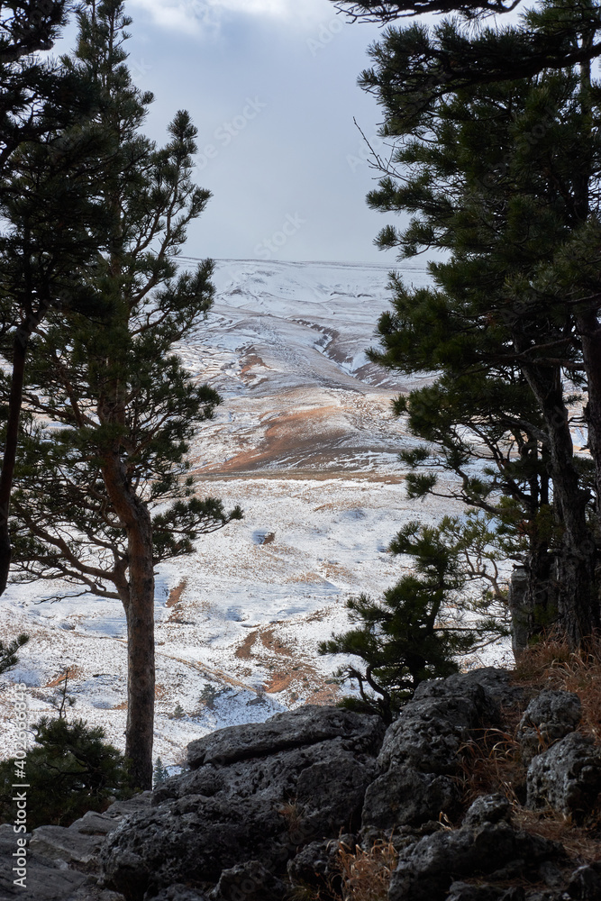 Unity with nature. Green spruce branches and snow capped mountains in background. Evergreens, winter coniferous forest. Vertical picture. Unity with nature. Green spruce branches and snow capped mountains in background. Evergreens, winter coniferous forest. Vertical picture.