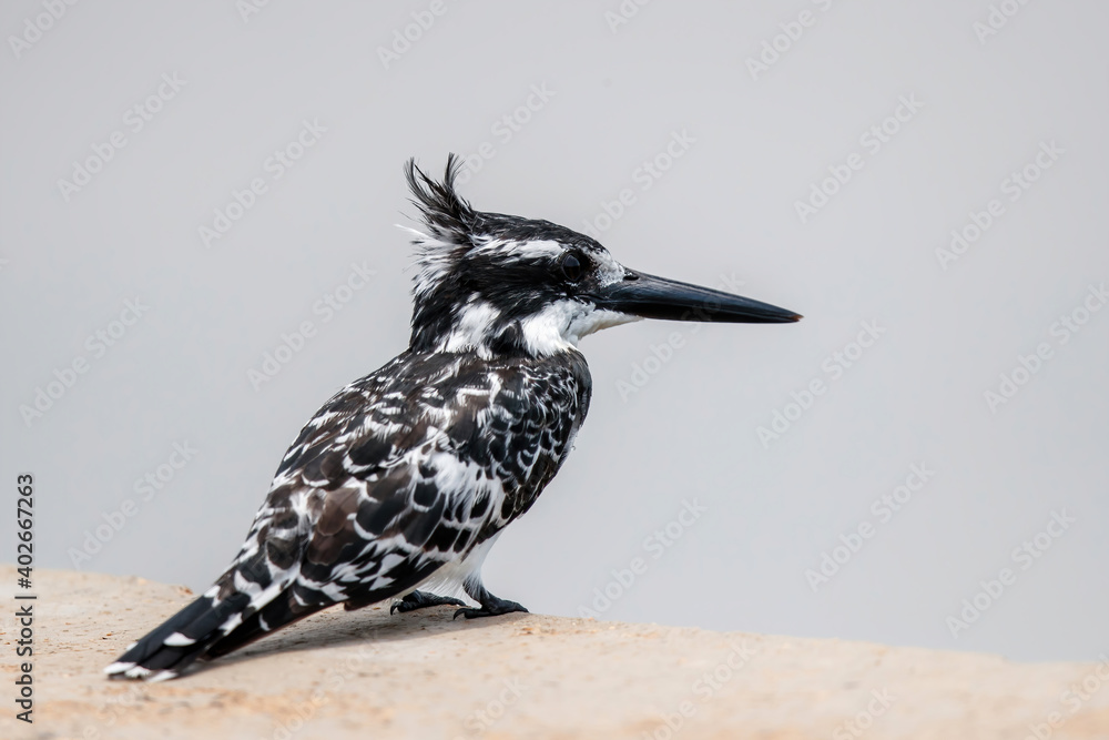 Fototapeta premium Pied kingfisher (Ceryle rudis) sitting in Kruger National Park in South Africa