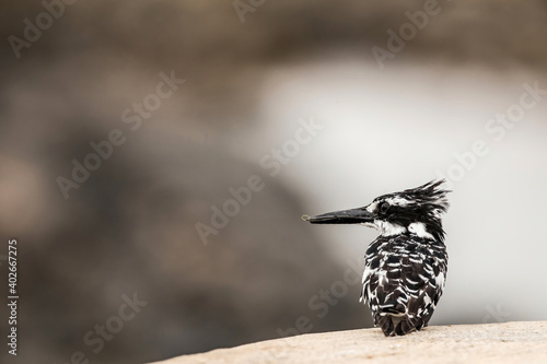 Pied kingfisher (Ceryle rudis) sitting in Kruger National Park in South Africa photo
