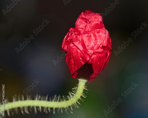 Macrophoto from a red poppy with a dark background, made outside in Weert the Netherlands photo