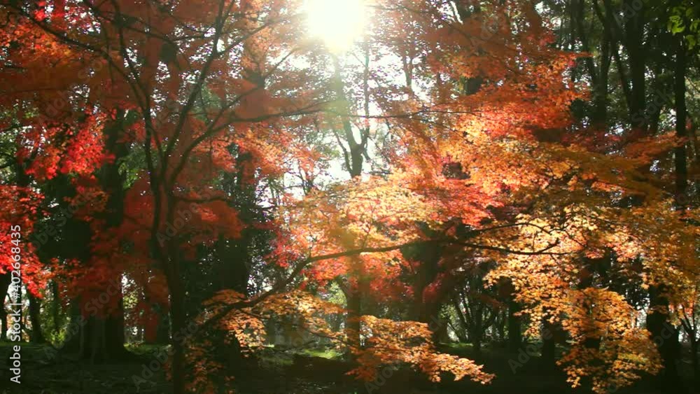 風にゆれる立田山の紅葉 風にゆれる立田山の紅葉