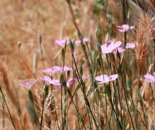 Small purple flowers of steppe cloves against the background of dried grass on a sunny summer day. Dianthus polymorphus in the steppe. Perennial plant in its natural habitat. photo