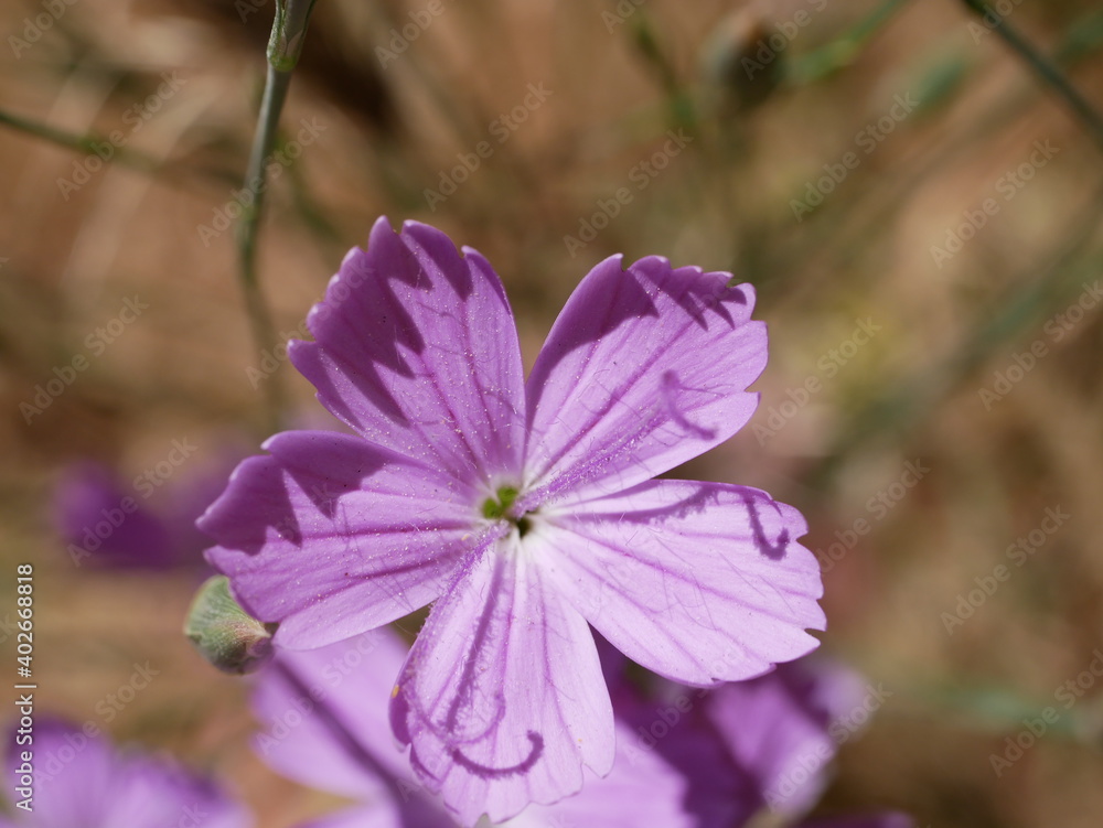 Perennial plant in its natural habitat.Small purple flowers of steppe cloves against the background of dried grass on a sunny summer day. Dianthus polymorphus in the steppe. Perennial plant in its natural habitat.Small purple flowers of steppe cloves against the background of dried grass on a sunny summer day. Dianthus polymorphus in the steppe.