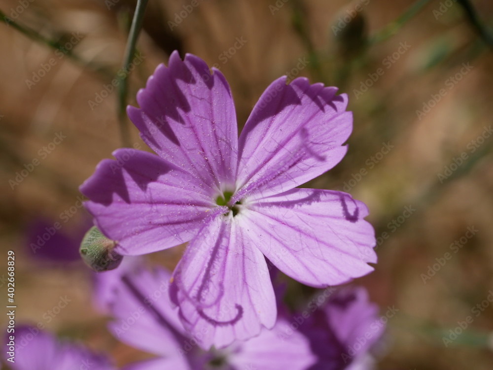 Perennial plant in its natural habitat.Small purple flowers of steppe cloves against the background of dried grass on a sunny summer day. Dianthus polymorphus in the steppe. Perennial plant in its natural habitat.Small purple flowers of steppe cloves against the background of dried grass on a sunny summer day. Dianthus polymorphus in the steppe.