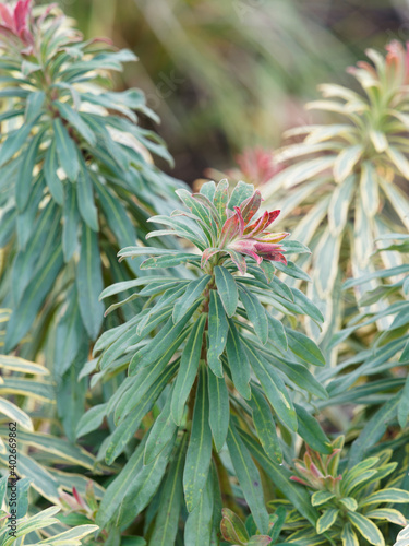 Euphorbia martinii or Martin’s Spurge ‘Ascot Rainbow’. Gold variegated foliage tinged with red and creamy yellow in margin photo