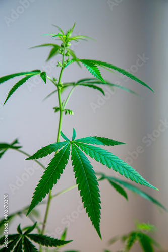 Young new cannabis plant growing. Cannabis in the budding and flowering stage. Male cannabis. Marijuana leaves, cannabis on a blurry background, beautiful background, indoor cultivation
