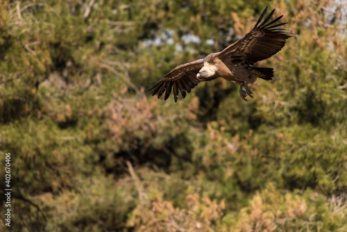 griffon vulture flying