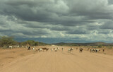 A herd of goats crossing the dirt road, Namibia