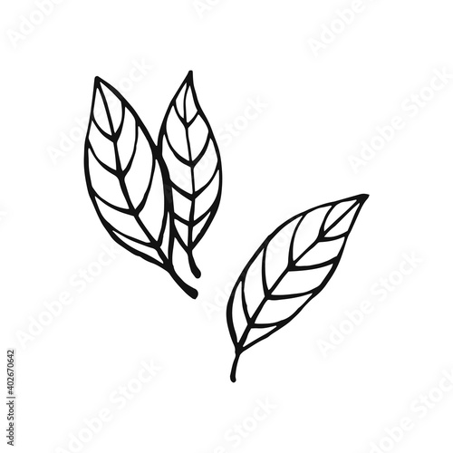 Hand drawn bay leaves. Design elements isolated on white. Cooking icons. Vector illustration