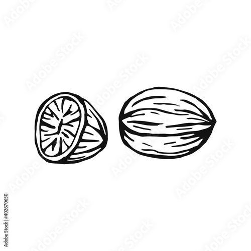 Hand drawn nutmeg. Design elements isolated on white. Cooking icons. Vector illustration
