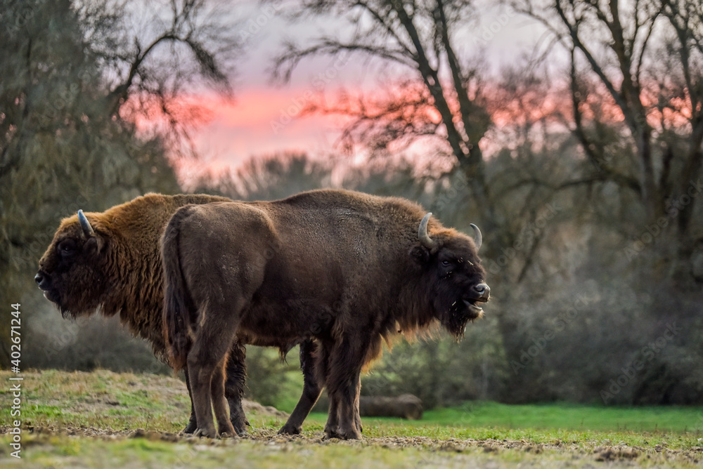 European bison in a forest at sunset European bison in a forest at sunset