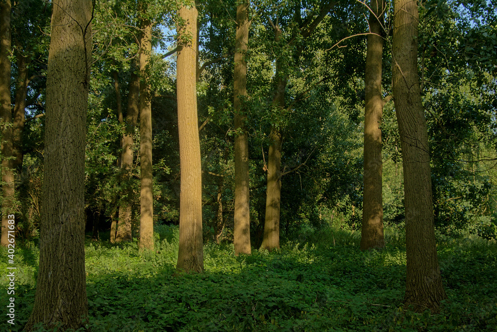 Sunny forest in the Flemish countryside