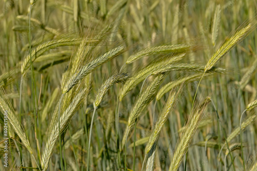 unripe green wheat spikes, agriculture background, close-up, selective focus - triticum unripe green wheat spikes, agriculture background, close-up, selective focus - triticum