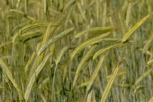 unripe green wheat spikes, agriculture background, close-up, selective focus - triticum 