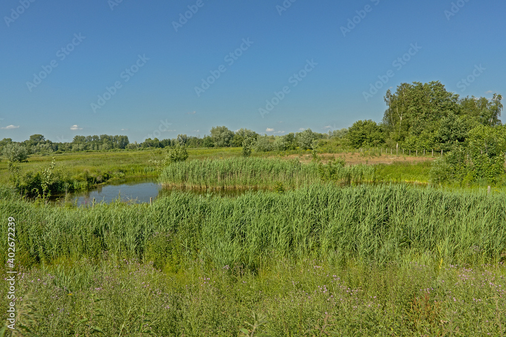 Creek through a sunny green field with trees in Kalkense Meersen nature reserve, Flanders, Belgium