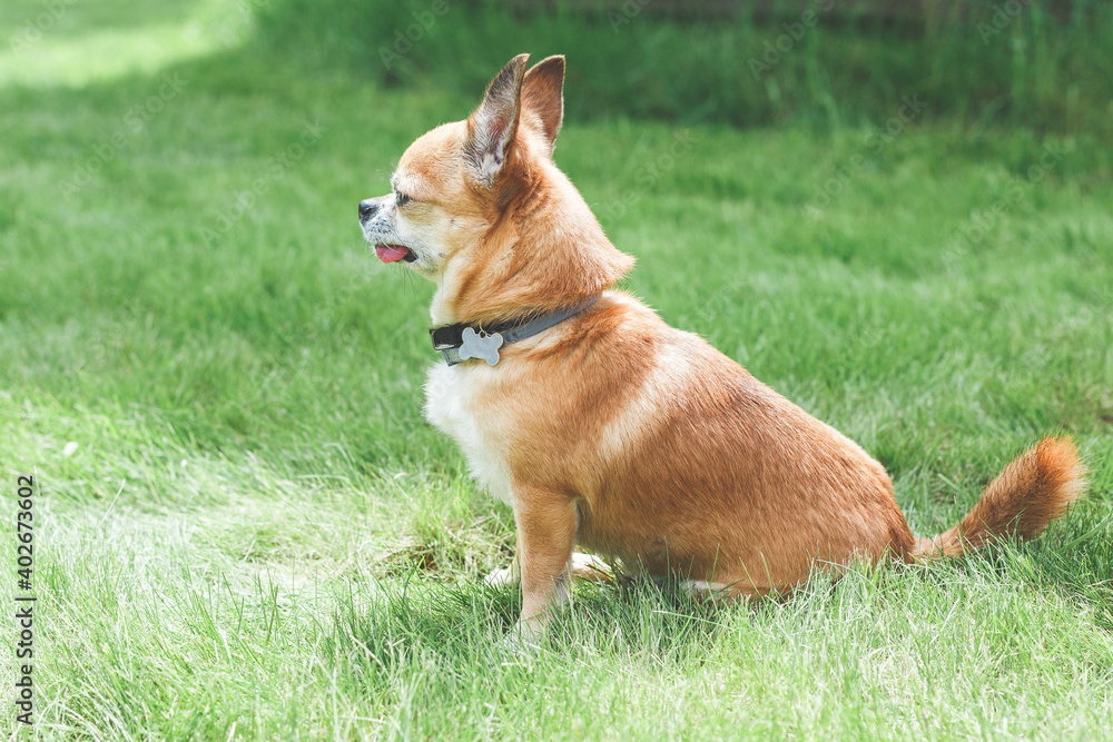 small brown chihuahua sits in profile on a green lawn 