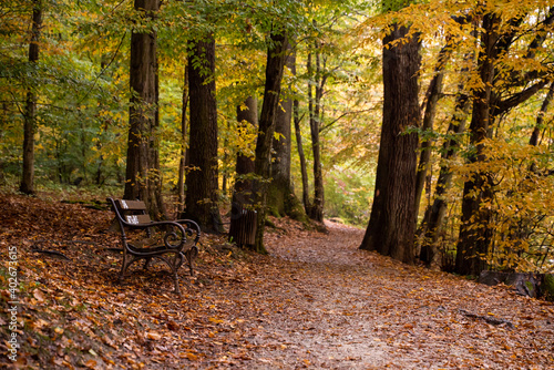 Walk trail at Maksimir park after an autumn rain, Croatia.