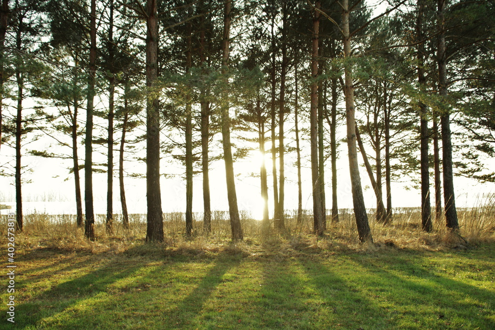 Swedish golden hour behind trees