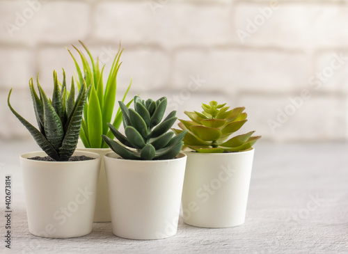 Indoor artificial plants, various succulents in pots. Succulents in white mini-pots. Ideas for home decoration.Copy space photo