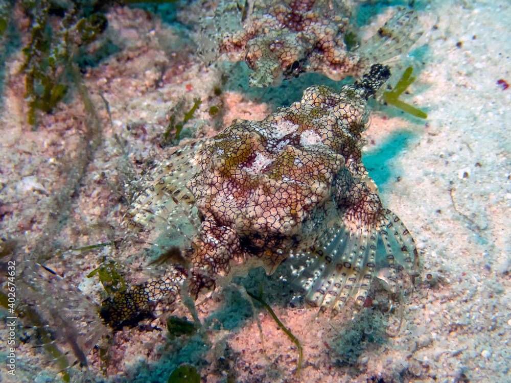 Dragon Sea Moth (Eurypegasus draconis) Dragon Sea Moth (Eurypegasus draconis)