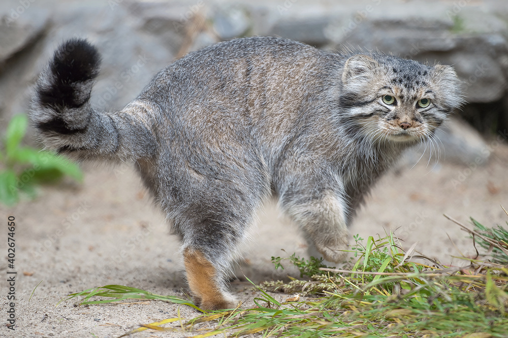 Pallas's cat (Otocolobus manul). Manul is living in the grasslands and montane steppes of Central Asia. Portrait of cute furry adult manul. Instinct to hunt Pallas's cat (Otocolobus manul). Manul is living in the grasslands and montane steppes of Central Asia. Portrait of cute furry adult manul. Instinct to hunt