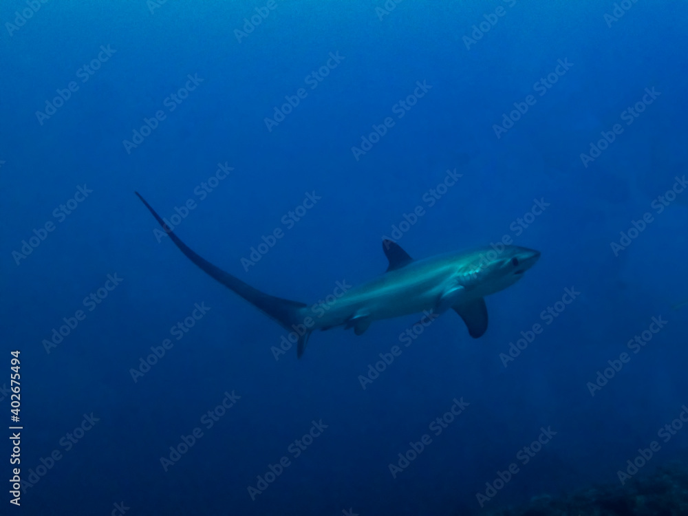 Pelagic Thresher Shark (Alopias pelagicus)