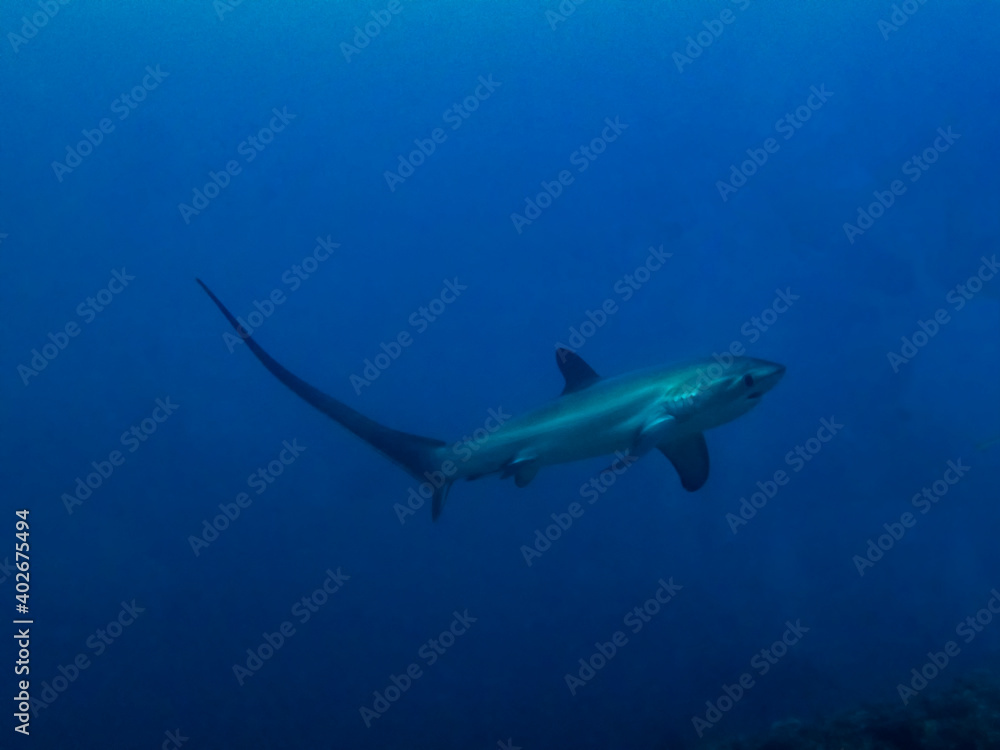 Pelagic Thresher Shark (Alopias pelagicus) Pelagic Thresher Shark (Alopias pelagicus)