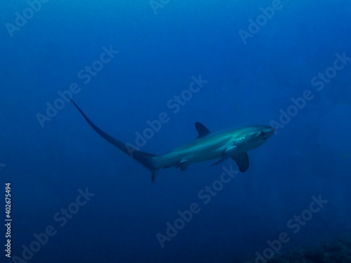 Pelagic Thresher Shark  Alopias pelagicus 