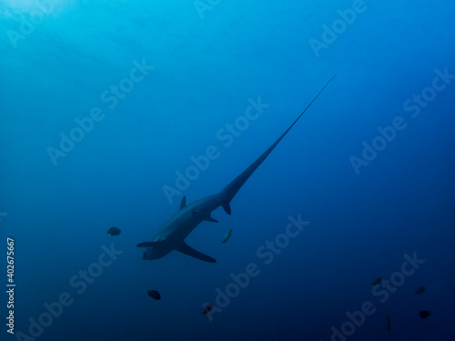 Fotografiet Pelagic Thresher Shark (Alopias pelagicus)