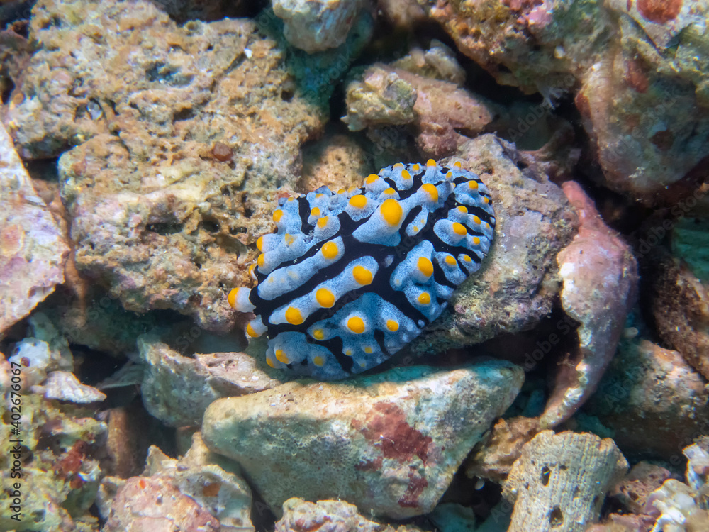 Varicose Wart Slug (Phyllidia Varicosa) Varicose Wart Slug (Phyllidia Varicosa)