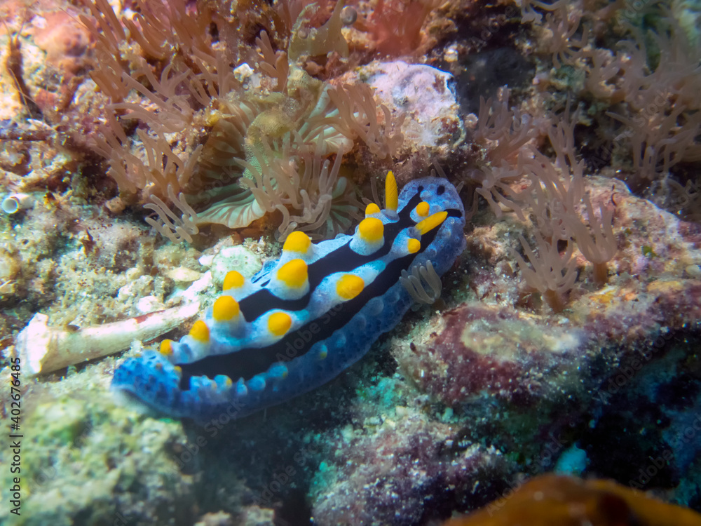 Varicose Wart Slug (Phyllidia Varicosa) Varicose Wart Slug (Phyllidia Varicosa)