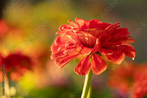 red orange blooming flower in spring background
