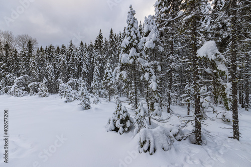 Winter scene of the Spruce Bog trail in Algonquin Provincial Park after snowfall